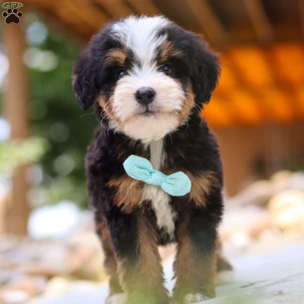 Goodbye Earl, Mini Bernedoodle Puppy